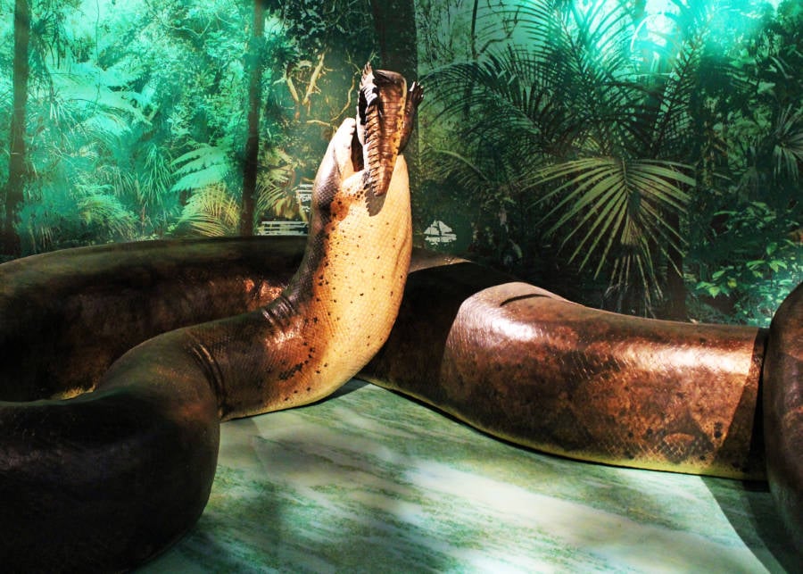Titanoboa The Biggest Snake Ever