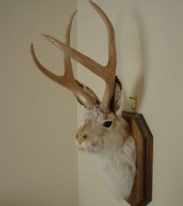 jackalope mostri publicdomainfiles jackalopes leggendarie taxidermy horns critters fearsome fantastically mythological exclaimed herrick remembered spaventose