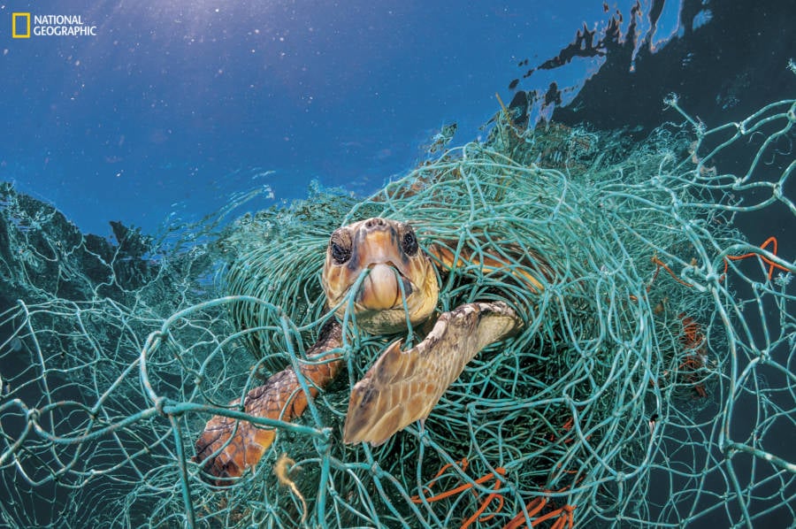 Heartbreaking Photos Of Plastic's Devastating Impact On Sea Creatures