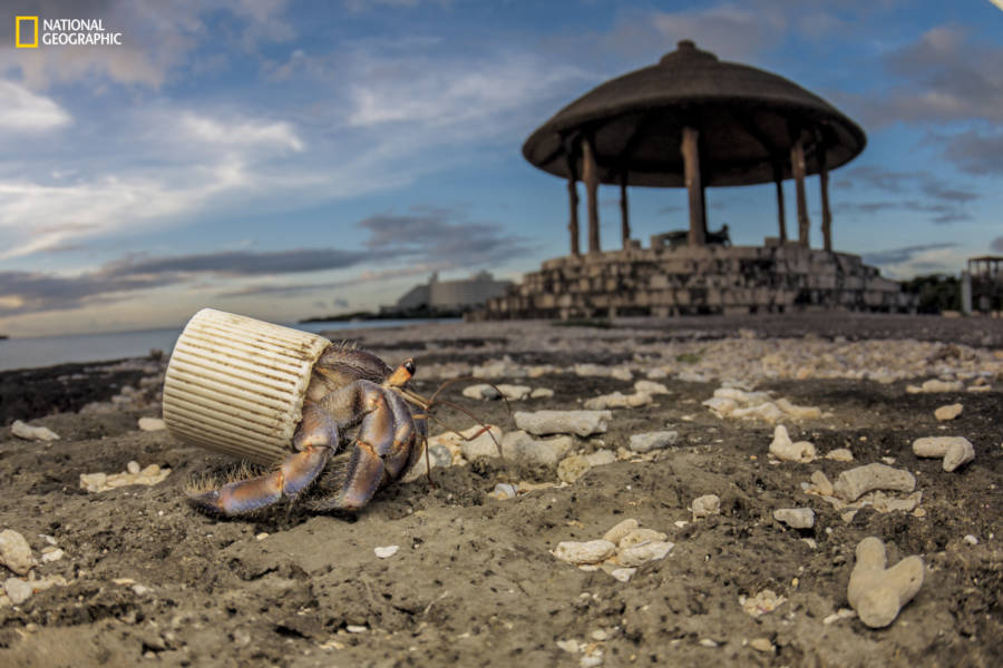 Hermit Crab Uses Plastic For Shell