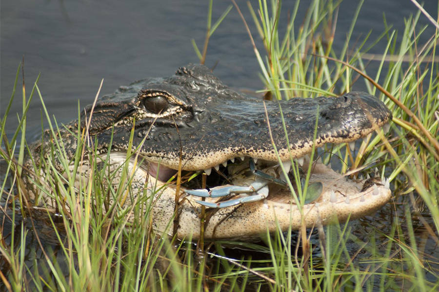 Alligators In Saltwater