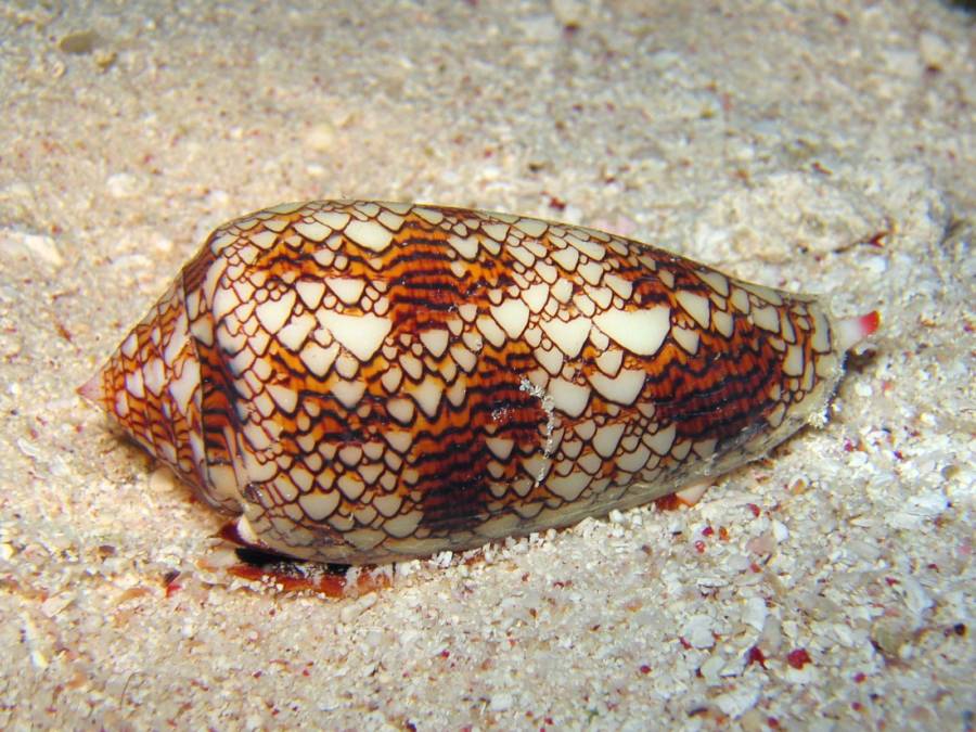 Why The Cone Snail Is One Of The Deadliest Sea Creatures