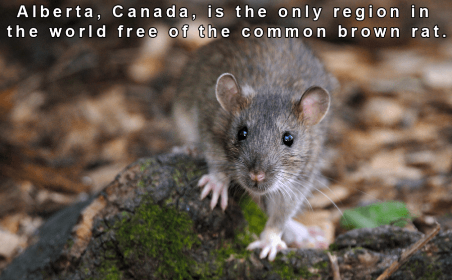 Common Rat On A Rock