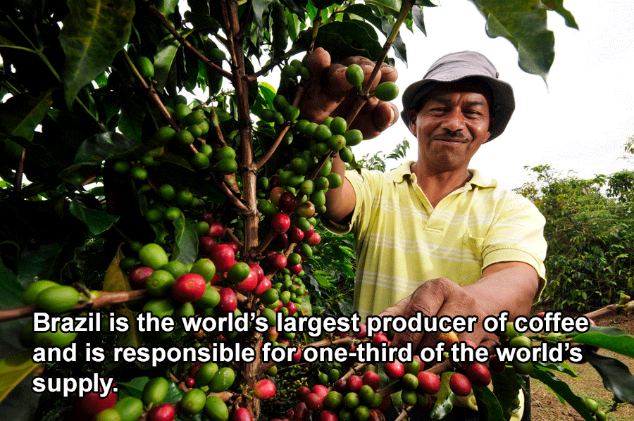 Coffee Farmer