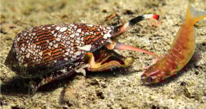 Cone Snail Eating Fish