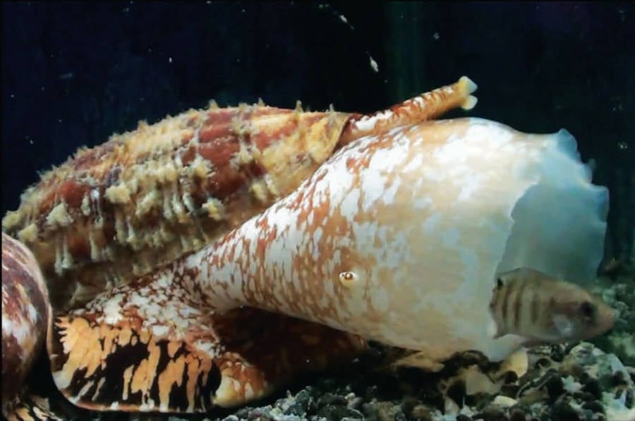 Cone Snail Eating A Fish