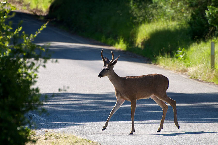 Deer Crossing Street