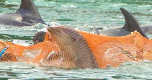 Dolphin Caught Up