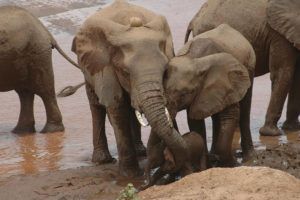 Elephants Migrate To New Areas To Avoid Stress, Study Shows