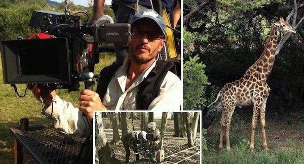 Giraffe Carvalho Africa