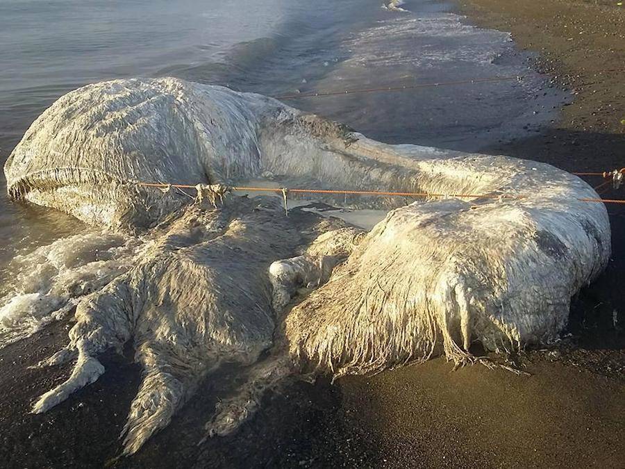 A Giant HairyLooking Mystery Creature Washed Ashore In The Philippines