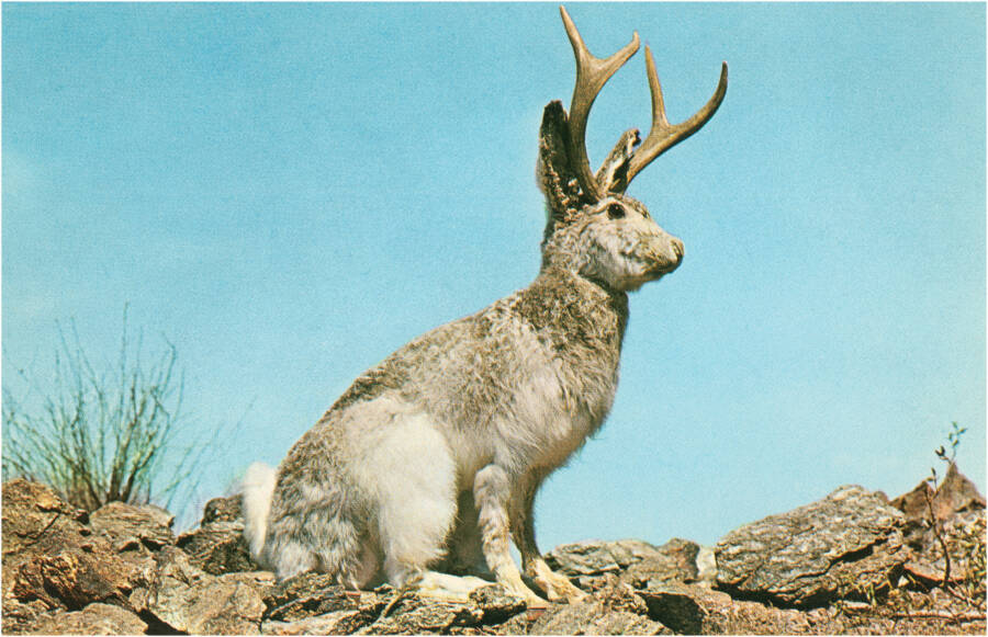 jack rabbits with antlers