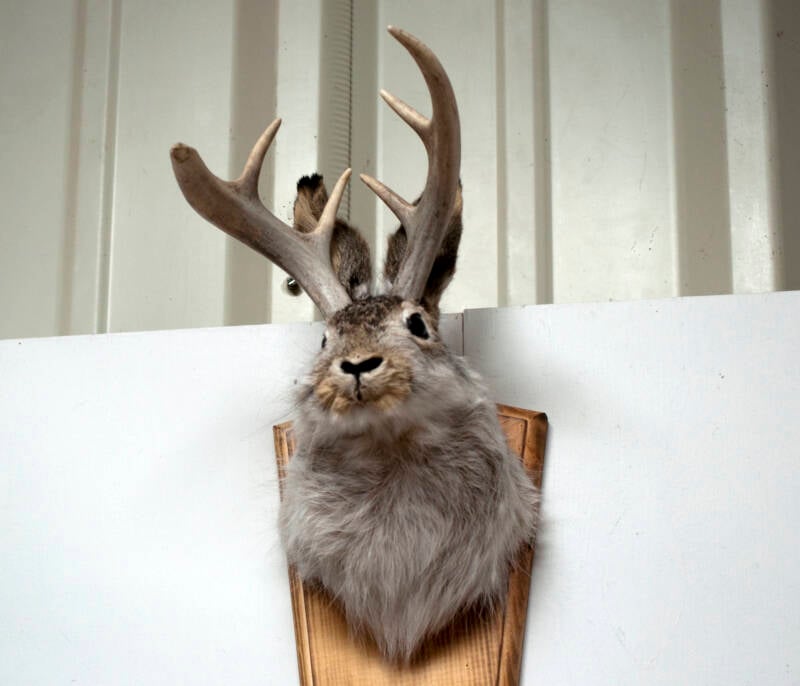 A Mounted Rabbit With Antlers