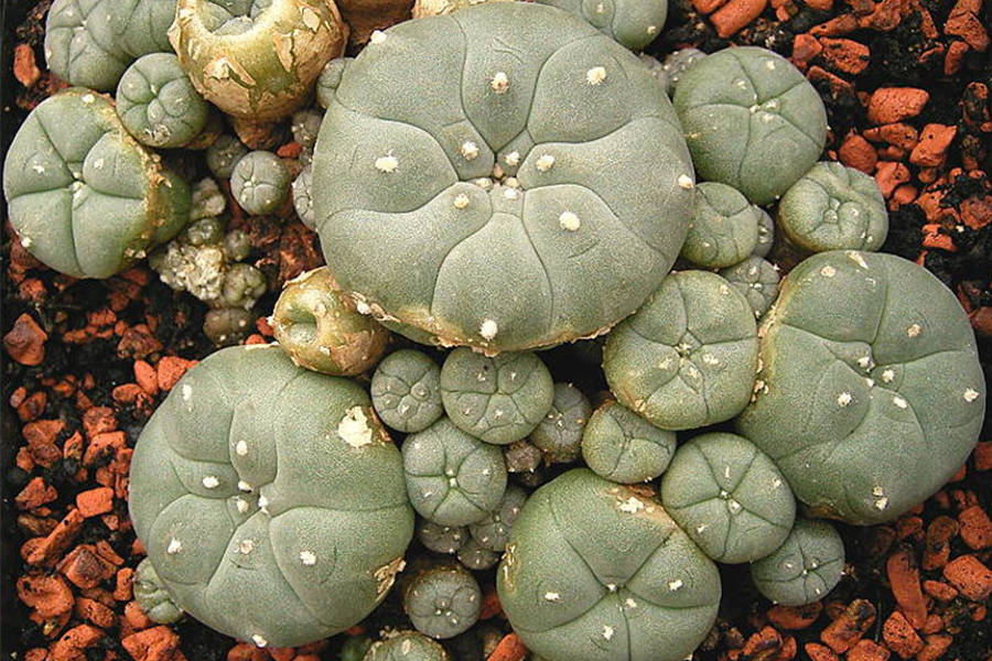 peyote cactus