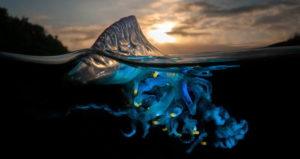 Portuguese Man O War In Australia