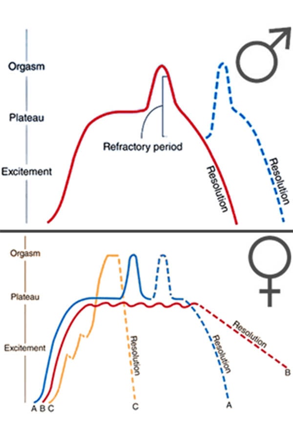 What Are The Four Stages Of The Sexual Response Cycle Describe At My