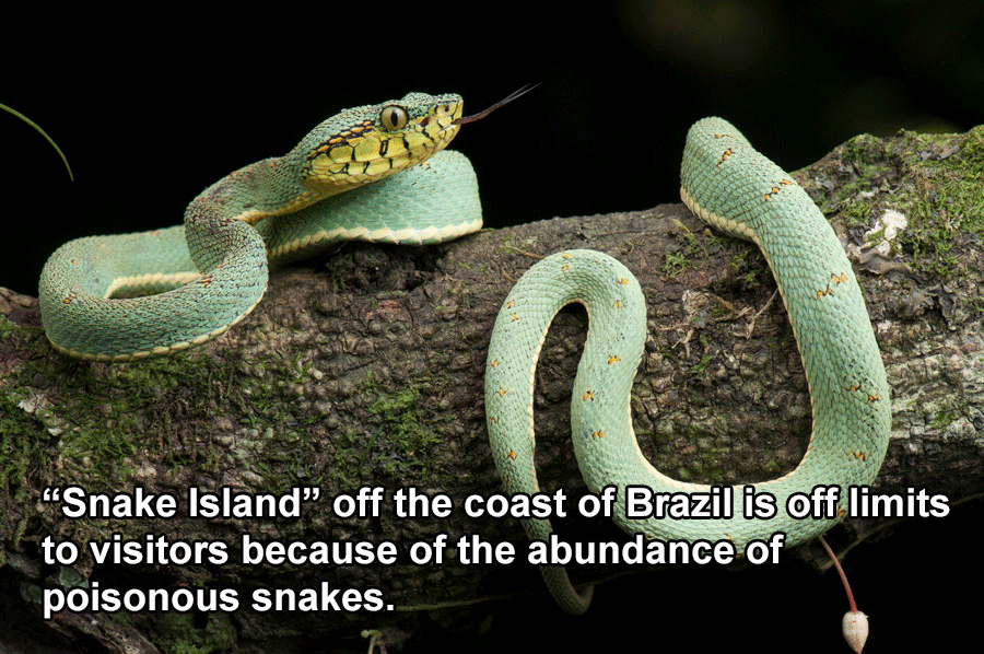 Brazil Facts Snake Island