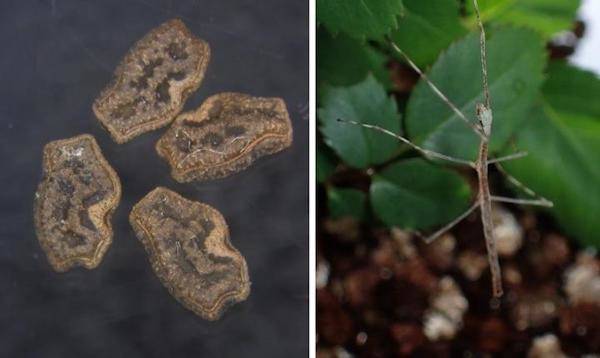 Stick Insects