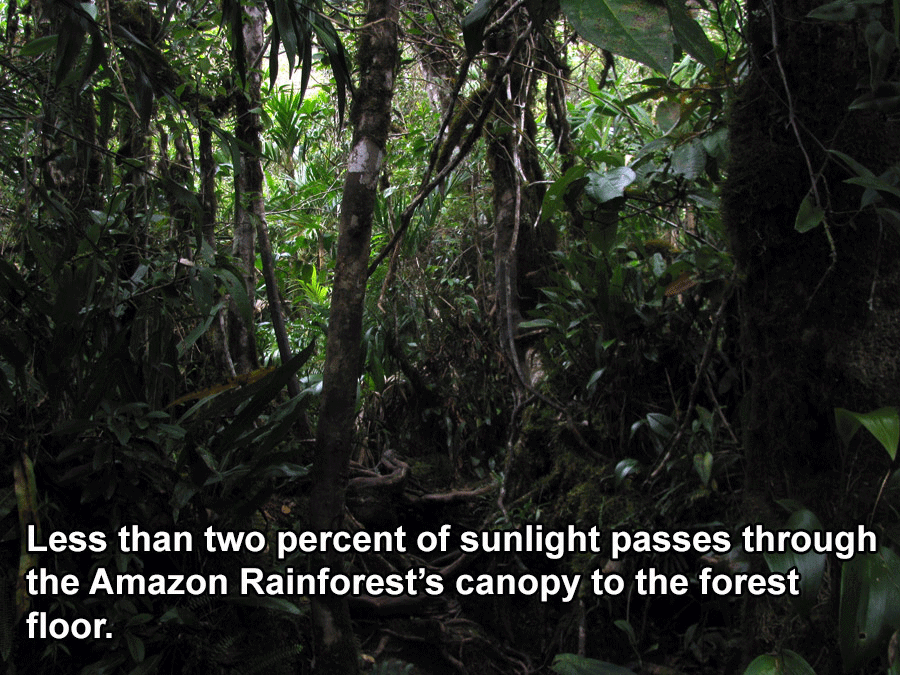 Interesting Brazil Facts Rainforest