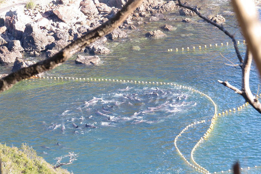 Taiji Trapped Dolphin Herd