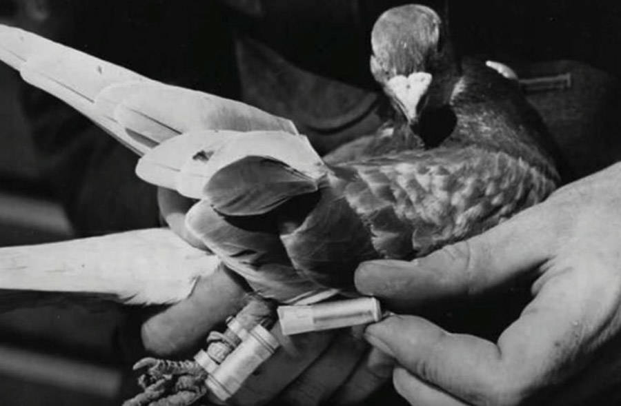 War Pigeon Vintage
