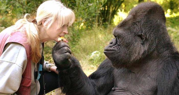 Koko The Gorilla