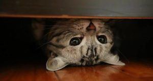 Acoustic Kitty Og Pic