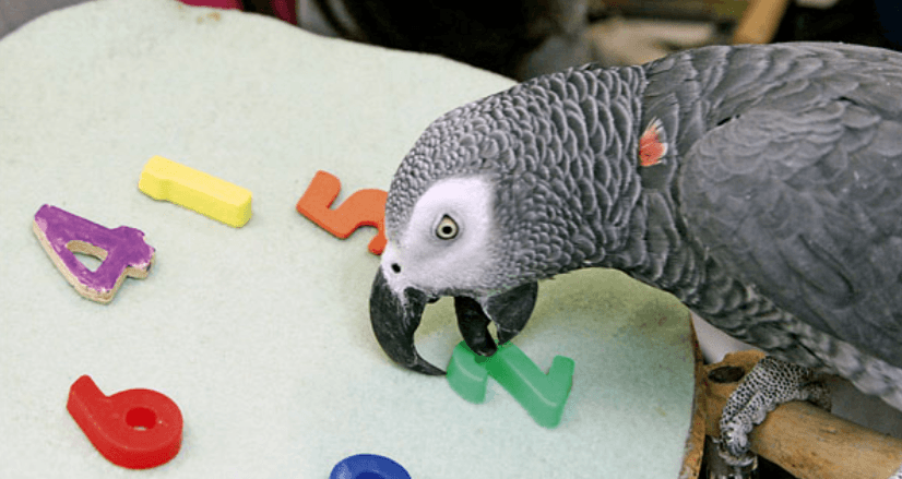 Why Alex The Parrot May Have Been The World's Smartest Bird [VIDEO]