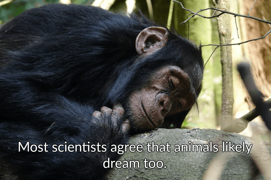 Facts About Dreams That Will Make You Want To Sleep Right Now