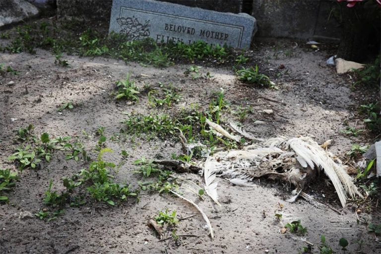 Florida Grave Robbers Are Stealing Bones For Witchcraft And Leaving
