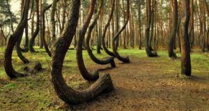 Crooked Forest Of Poland