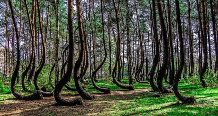 Image result for Crooked Forest