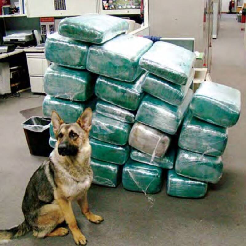Police Dog With Marijuana Bricks