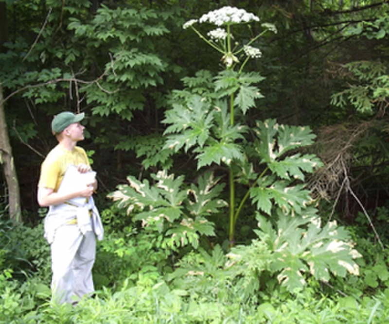 Giant Hogweed Plant