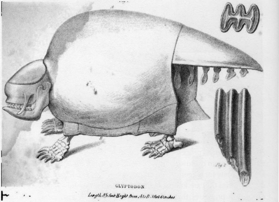 Glyptodon Sketch