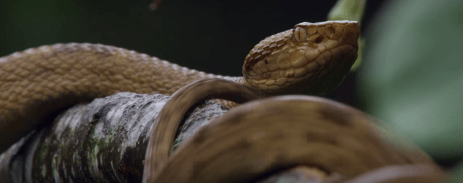 Golden Lancehead Vipers On Snake Island