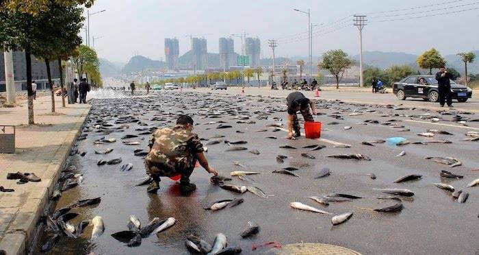 Lluvia De Peces The Strange Phenomenon Of Honduras Fish Rain