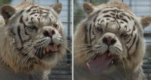 Kenny The Rare White Tiger
