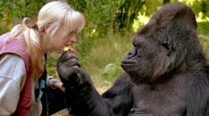 Koko The Gorilla's Death And The Tragic Story Behind It