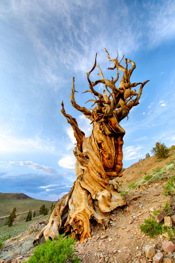Why Old Tjikko May Not Quite Be The World s Oldest Tree