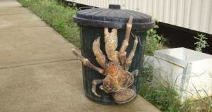 Og Image Coconut Crab