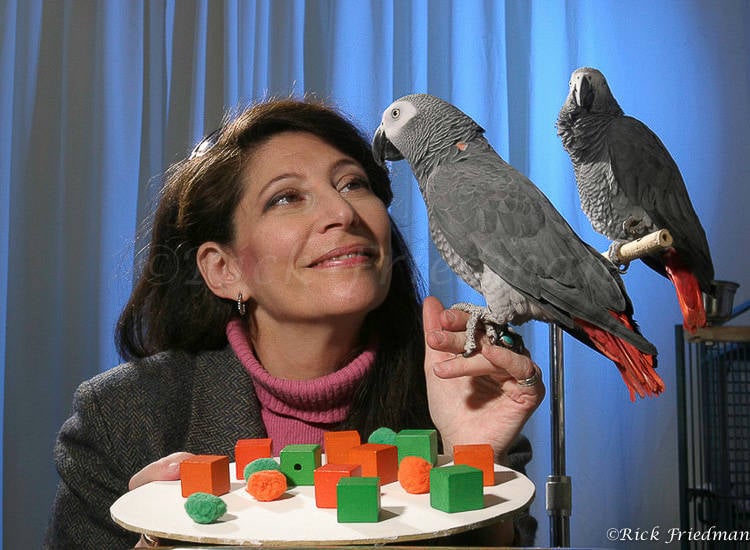 Irene Pepperberg With Alex The Parrot