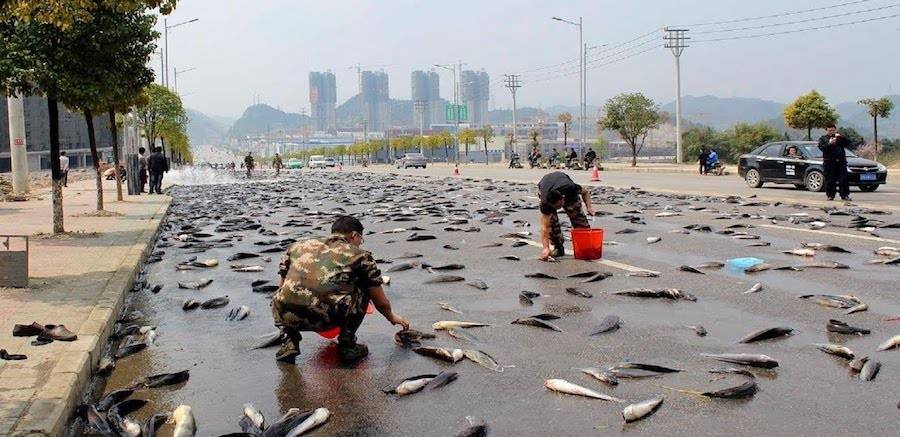 Lluvia de Peces