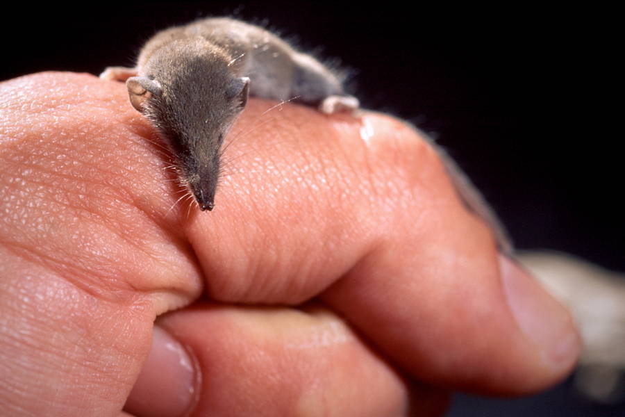 Shrew Smallest Mammal