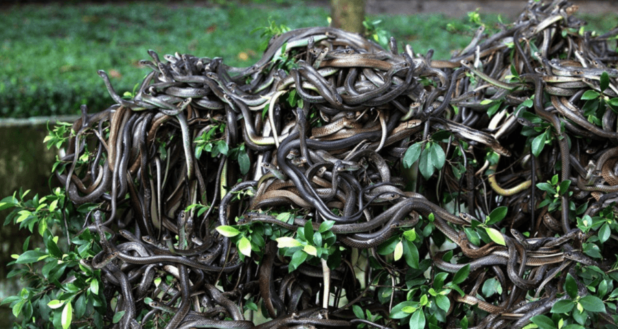 Snake Island The Brazilian Island Where Humans Are Forbidden - 