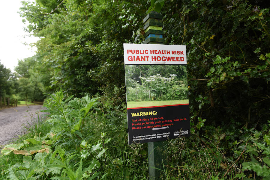 Warning About Hogweed Plants