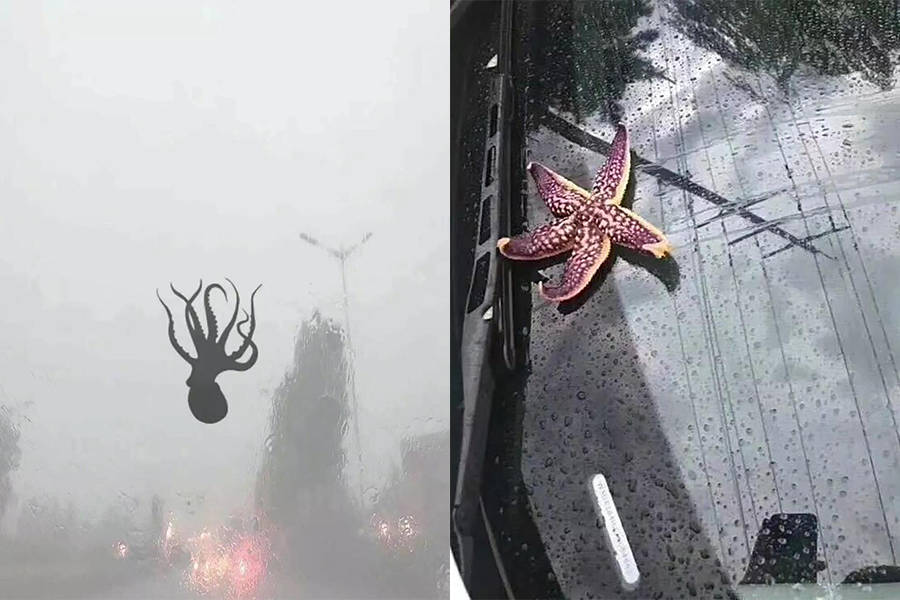 Octopus And Starfish Fall In Rain