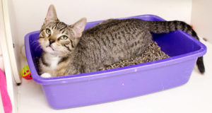 Cat Litter Box