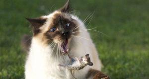 Cat Tossing Mouse Og