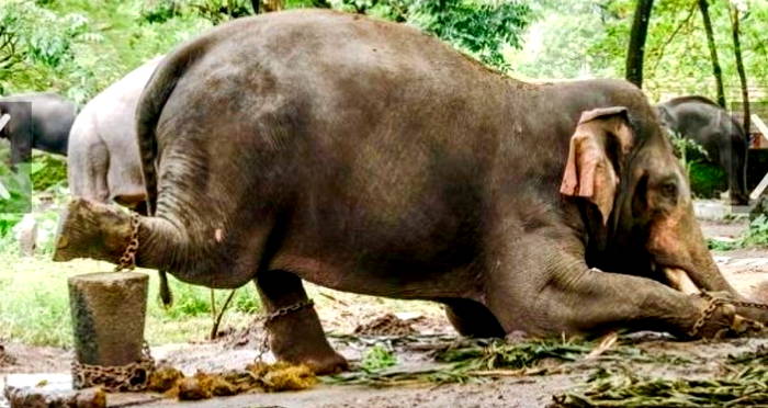 Indian Court Rules All Animals Have Same Rights As Humans